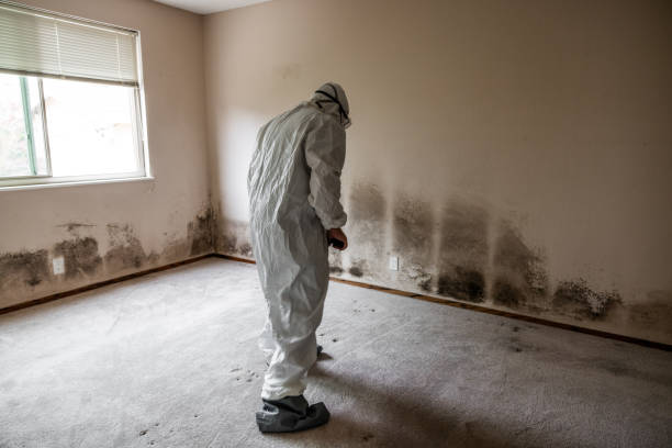 Best HVAC Mold Remediation in Opa Locka, FL