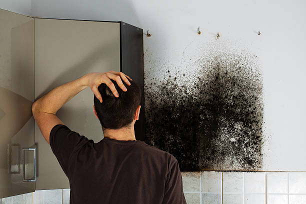 Best White Mold Remediation in Opa Locka, FL